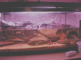 My crab tank