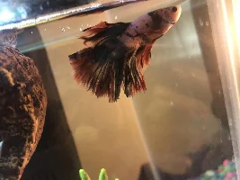 Betta with brown spots on head and maybe fin rot?