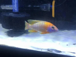 PEACOCK IDs