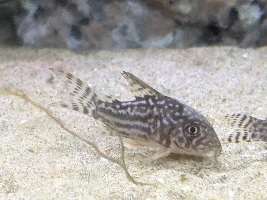 Is it just me or is there something on my cory?