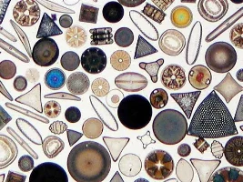 Brown diatoms