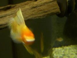 Male sailfin molly