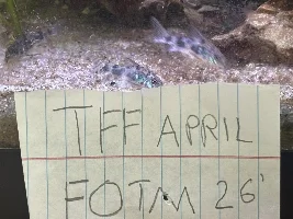VOTE NOW - April 2026 Fish of the Month Contest(Corydoras)