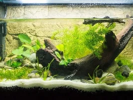 My Fish Journal.