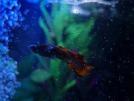 Guppy has fuzzy cloudy eyes