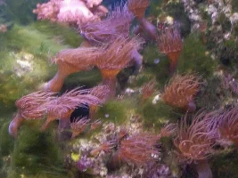 Algae And Polyps