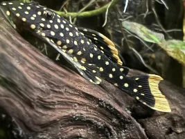 Swarm of bees… Rhinotocinclus Isabelae new since 2022