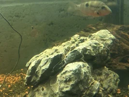 Weird almost crusty looking scales on firemouth?
