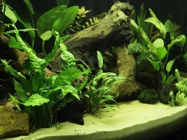 Juwel 180 Vision - Planted