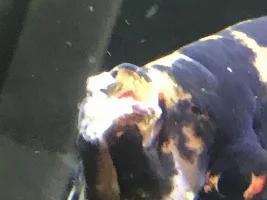 Angelfish Getting worse