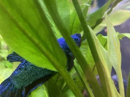 Beta fish not moving