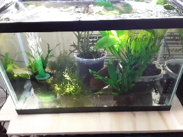 My new red, blue , emerald , tangerine tiger shrimp!!!!