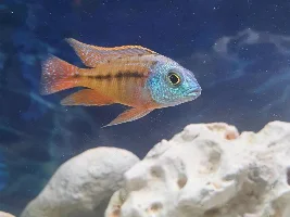 Are these hormone?