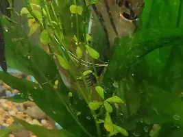 Recommendations for raising angel fry separately from parents
