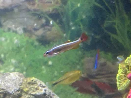 Unusual Fish