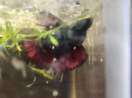 "Temporary" Holding Habitat