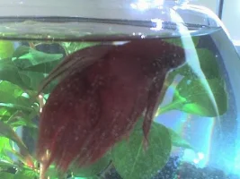Stanley!