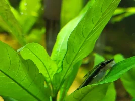 Concerned for these fish