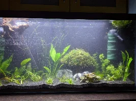 A place 4 my questions & ponderings as I build a 34 Gallons (127L) tank