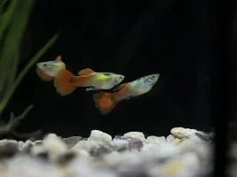 Red Fire Guppies (First time breeding)