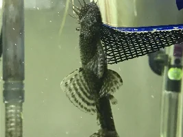 What temperature for breeding tank
