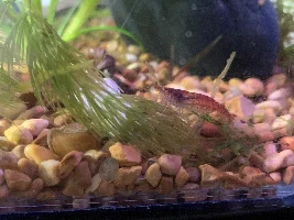 Pics of my tanks
