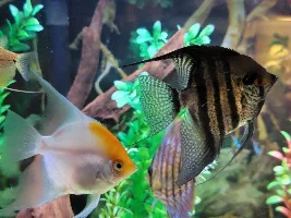 My 75gal Freshwater