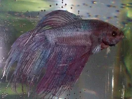 Put ur fish that were ever nominated for
