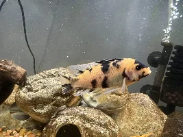55 gal cichlid tank photos
