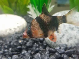 Tiger barb