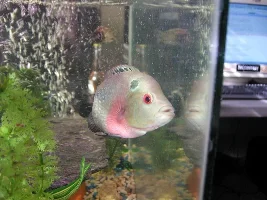 playful flowerhorn