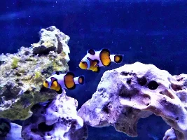 New clownfish!