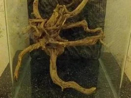 New Fluval Ebi Pics