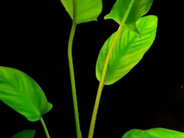 Submersed Anubias hastifolia and frazeri?