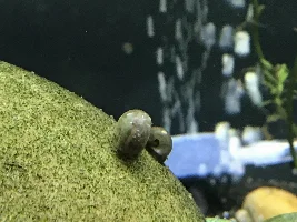 Leopard ramshorns