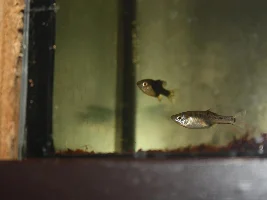 KFN killifish convention