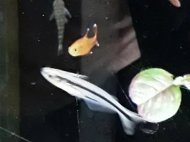 Fish Store July