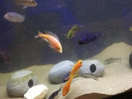 Meet Cichlid Chateau