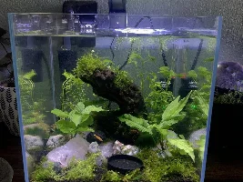 Searching for a tank mate