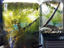 Snail jar