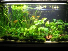 Cory tank mates