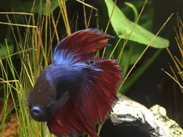 healthy Betta fin or not??