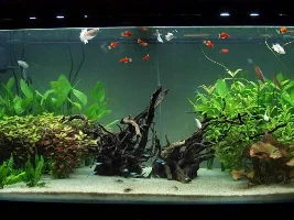 First Photo Of My (Almost) Fully Stocked 310L