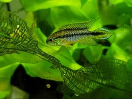 Apistos and cross breeding