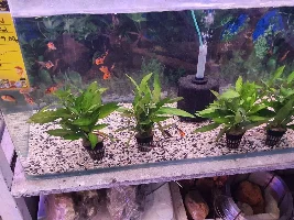 Need help selecting plants