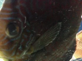 Discus White Spot?