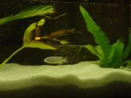 Wild African tank