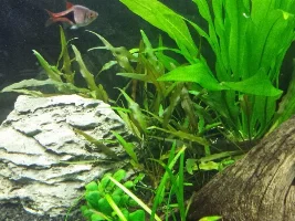 Plants For Sale