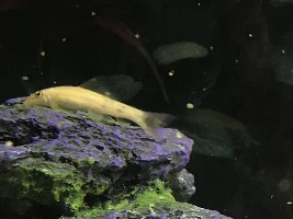 Is this a disease or just his markings?