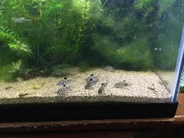 Aquascaper 20g
